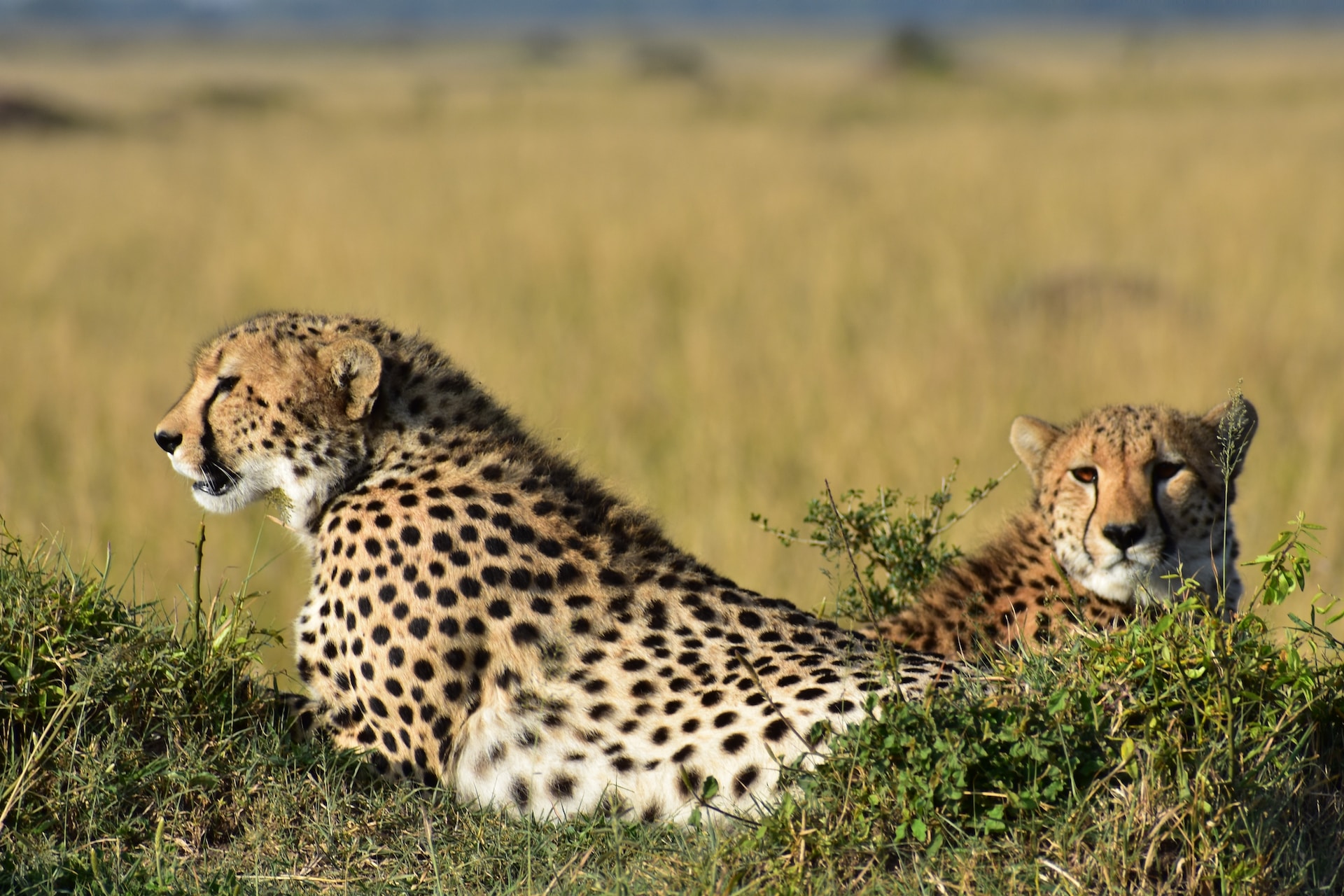 7 Days Masai Mara, Lake Naivasha, Amboseli, Taita Hills Sanctuary