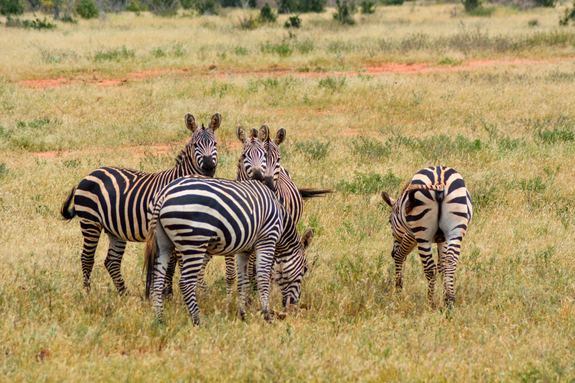 3 Days Mombasa to Nairobi SafariThis 3 Days Safari