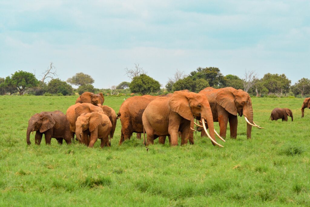 4 Days Tsavo East/West & Amboseli Private Standard