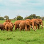 4 Days Tsavo East/West & Amboseli Private Standard