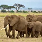 1 Day Amboseli Safari allows you to spend your day in the park