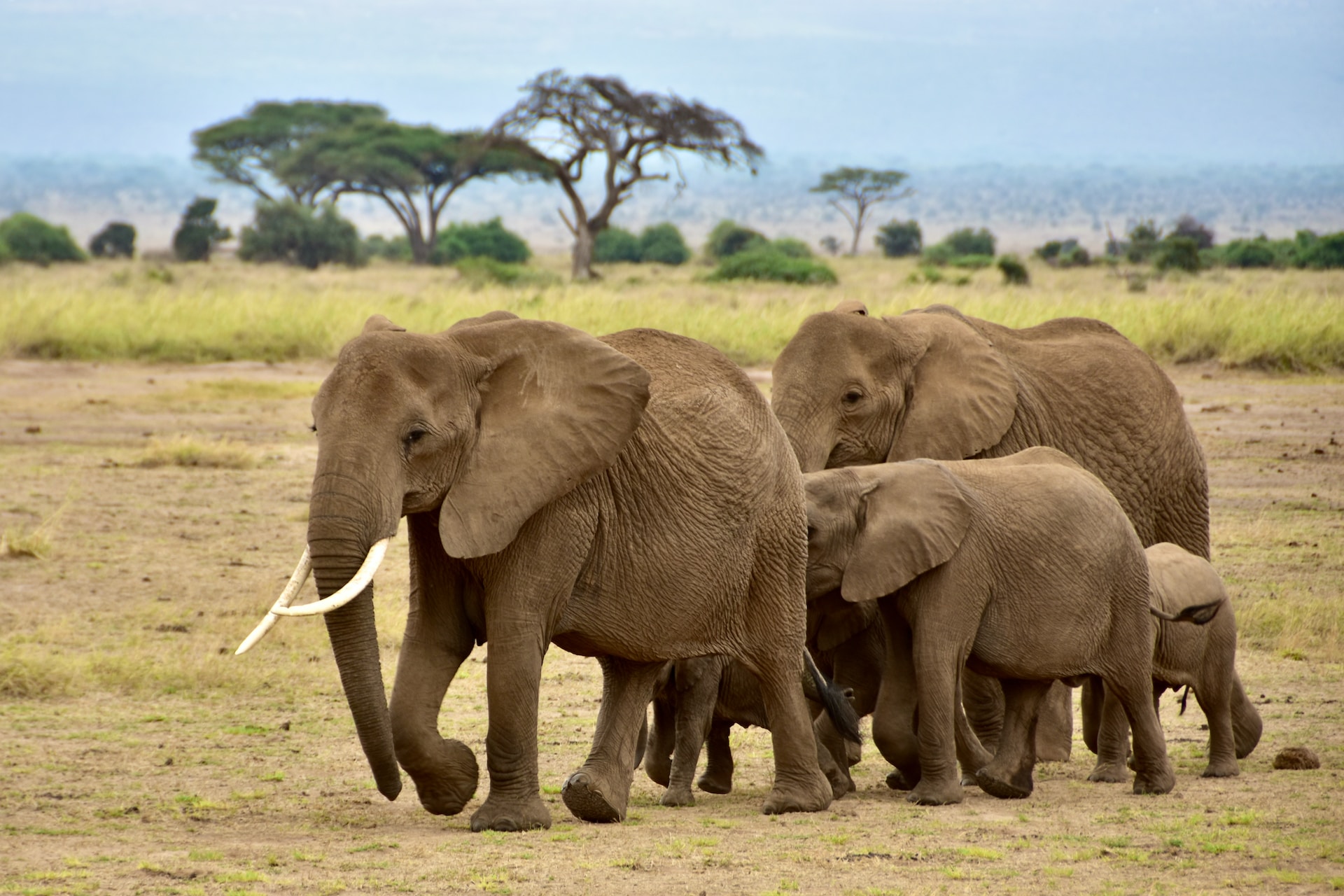 1 Day Amboseli Safari allows you to spend your day in the park