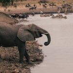 2 Days Masai Mara Safari Embark on the ultimate African
