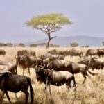 Kenya & Tanzania Private Safaris (6 Days ) A combined Kenya