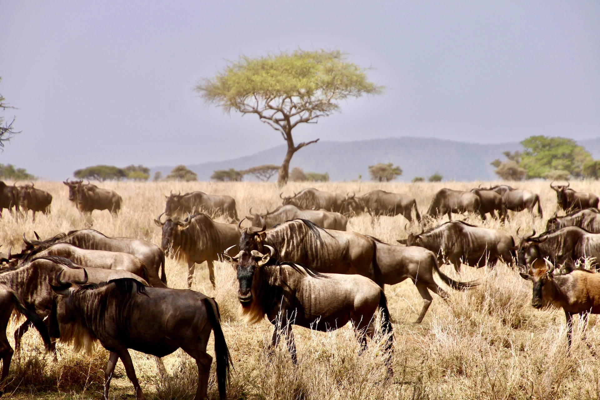Kenya & Tanzania Private Safaris (6 Days ) A combined Kenya