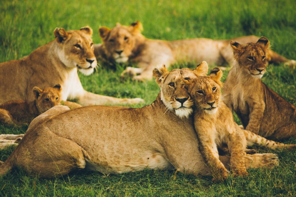 3 Days Masai Mara Safari Embark on the ultimate African