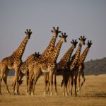 7 Days Kenya & Tanzania Private Safaris A combined Kenya