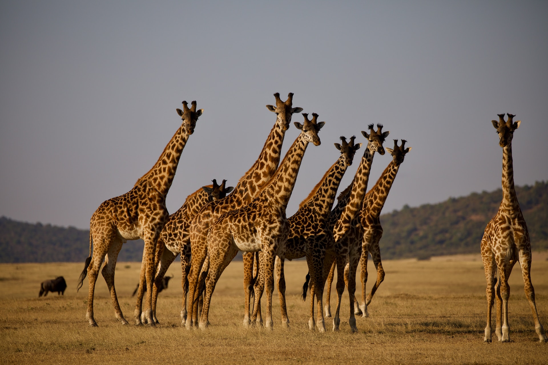 7 Days Kenya & Tanzania Private Safaris A combined Kenya