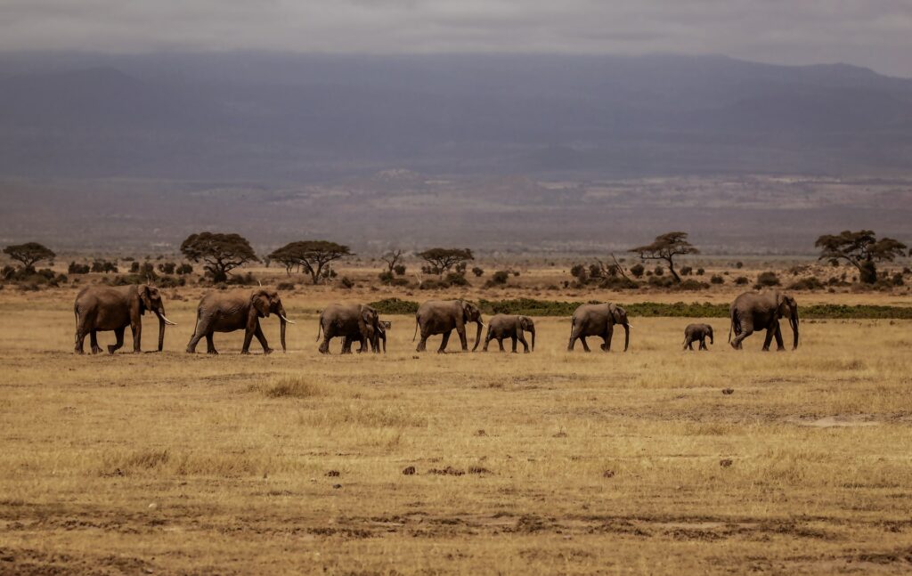 3 Days Tsavo East Amboseli to Mombasa Safari Embark on an