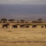 3 Days Tsavo East Amboseli to Mombasa Safari Embark on an