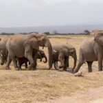 Amboseli National Park Day Trip Get picked up at your hotel