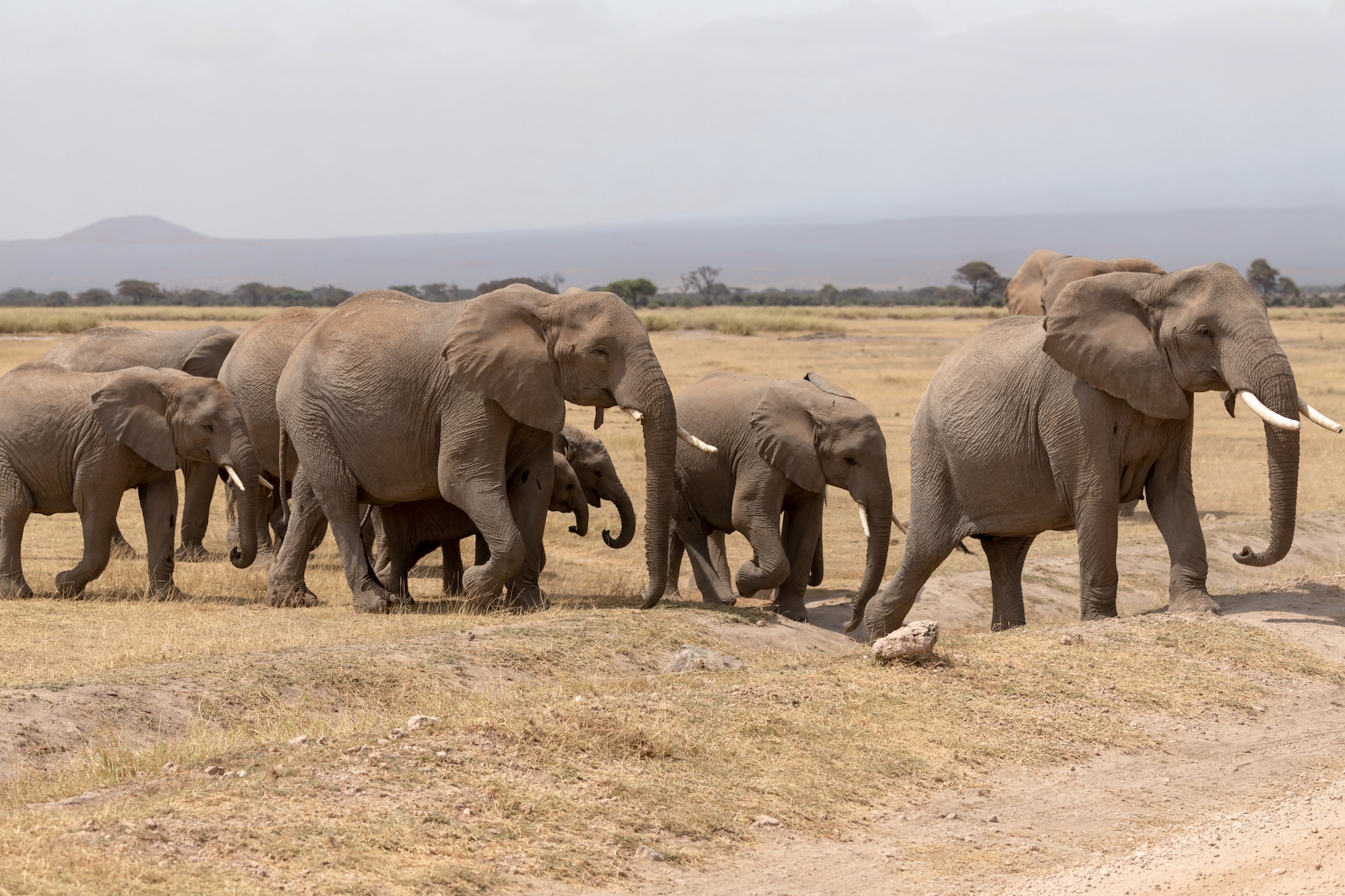 Amboseli National Park Day Trip Get picked up at your hotel