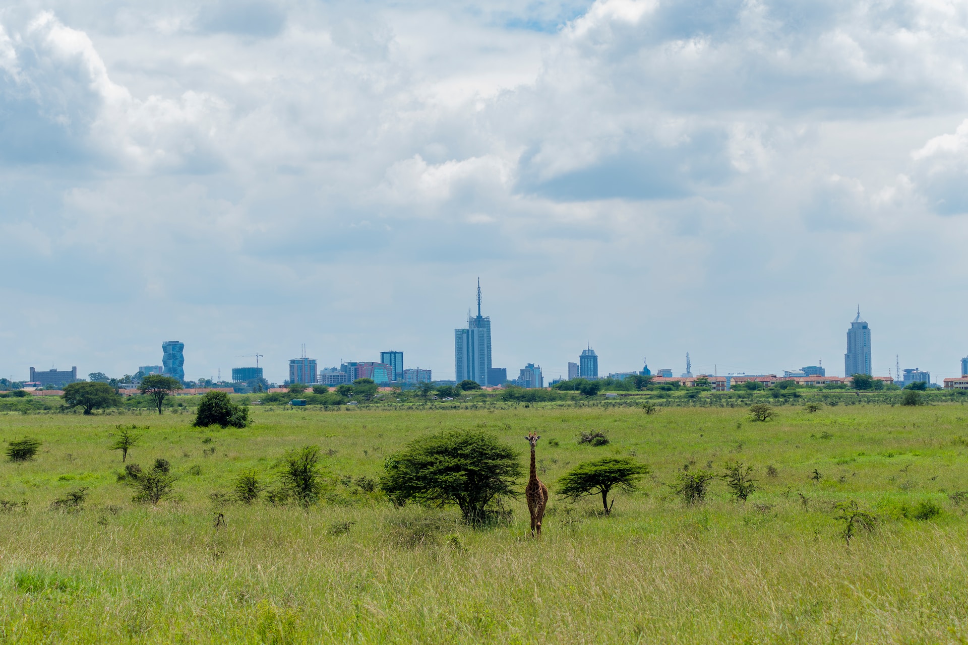 Nairobi National Park Half Day Tour Option 1 -Morning Game drives