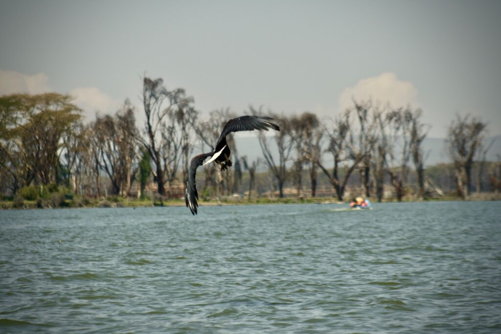 Lake Naivasha Cresent Island Trekk. Get picked at your hotel