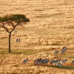 Kenya & Tanzania Group Joining Safari (10 Days ) From $1,500 PP