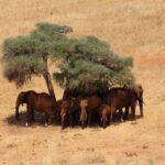 7 Days Tsavo East, Taita Hills Sanctuary, Amboseli, Lake Naivasha