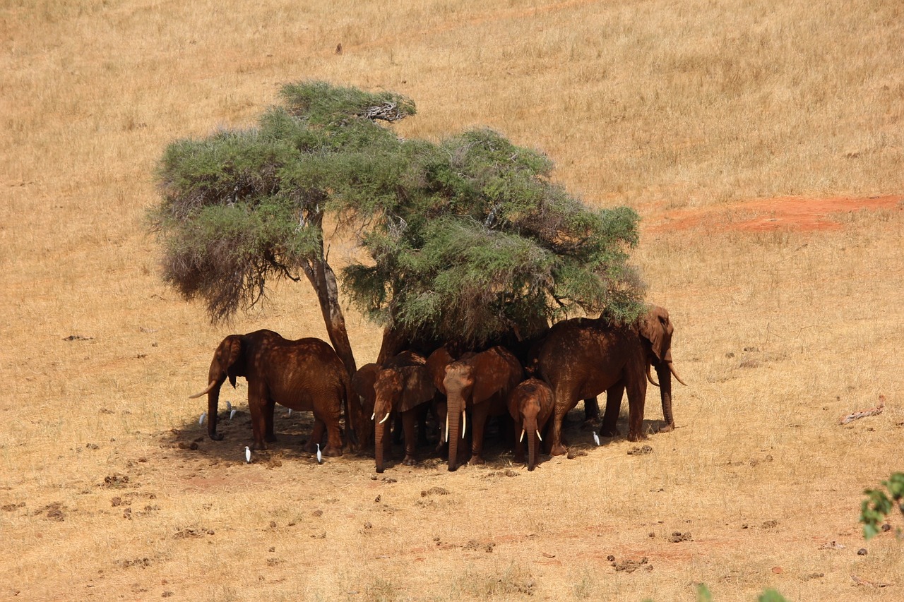 7 Days Tsavo East, Taita Hills Sanctuary, Amboseli, Lake Naivasha