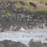 Serengeti Wildebeest Migration Safari (5 Days ) The Serengeti Wild