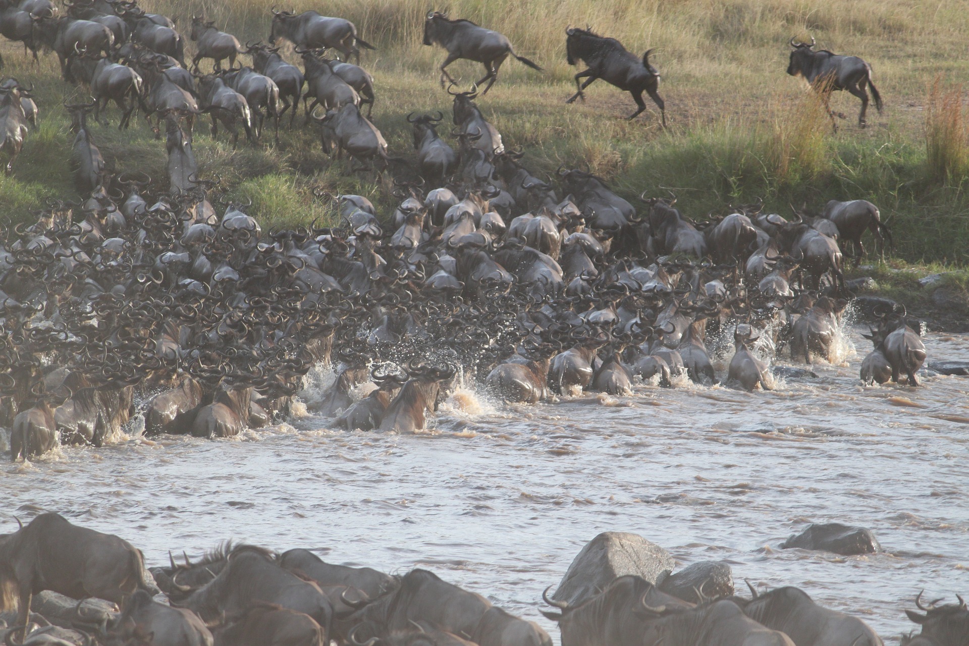Serengeti Wildebeest Migration Safari (5 Days ) The Serengeti Wild