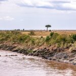 Wonders of Maasai Mara National Reserve: A Safari Adventure of a