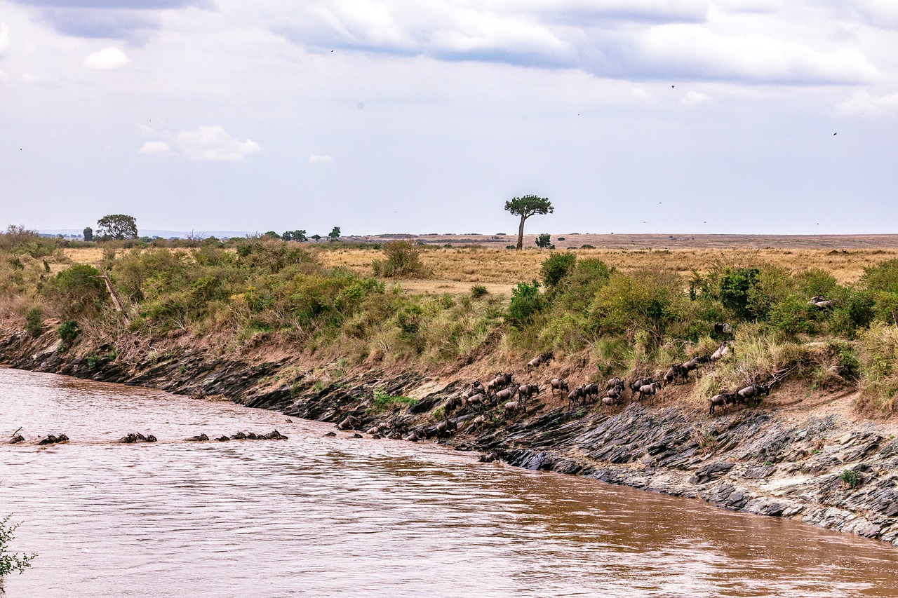 Wonders of Maasai Mara National Reserve: A Safari Adventure of a