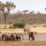 Most Beautiful National Parks In Kenya Kenya is renowned for its