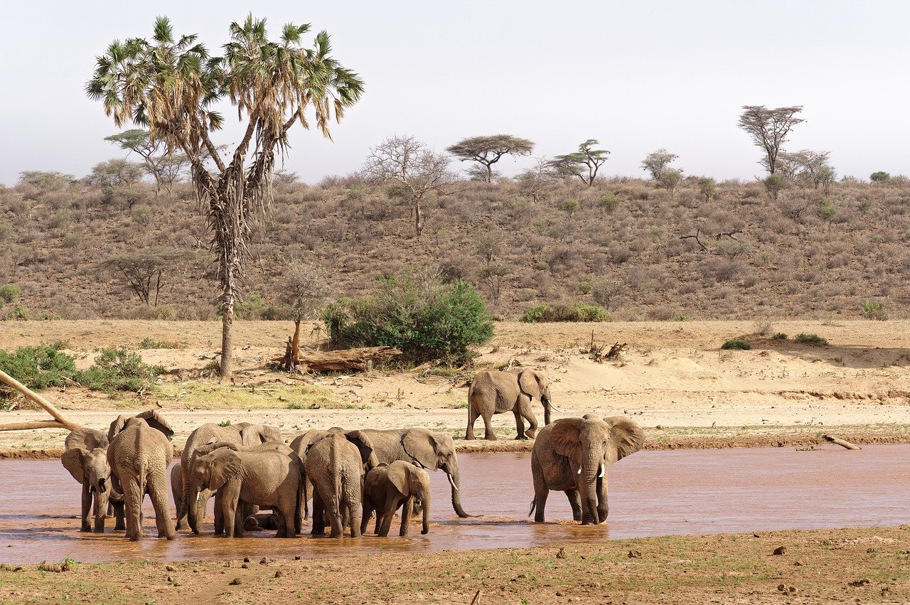 Most Beautiful National Parks In Kenya Kenya is renowned for its