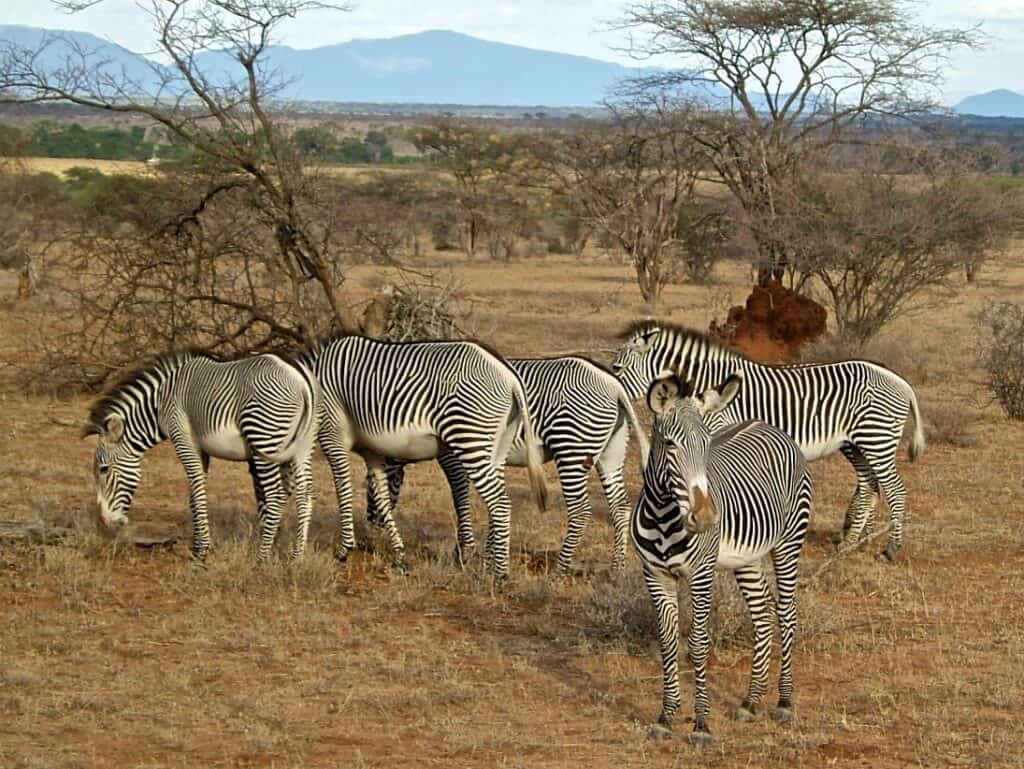 Samburu Grevys Zebra