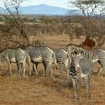 Samburu Grevys Zebra